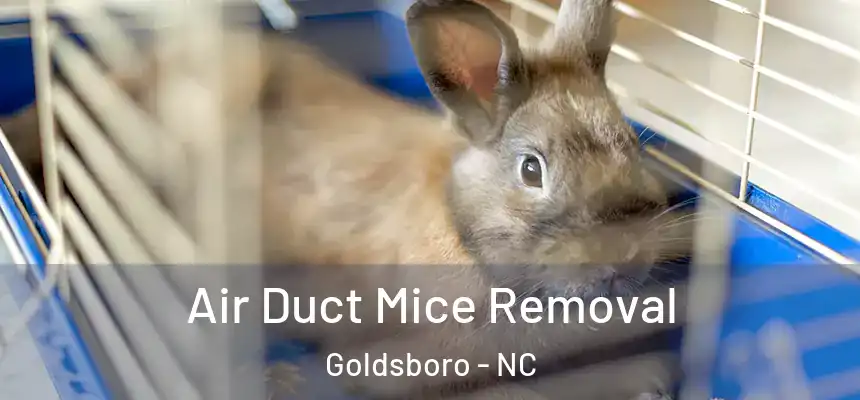 Air Duct Mice Removal Goldsboro - NC